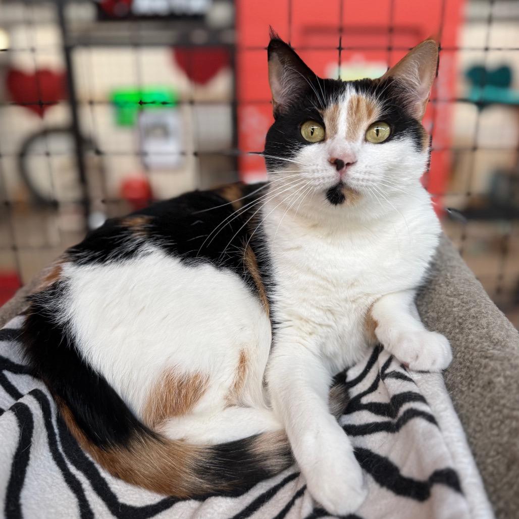 Enlarge Sophia, a Adoptable Domestic Short Hair in Sarasota, FL image 2/6