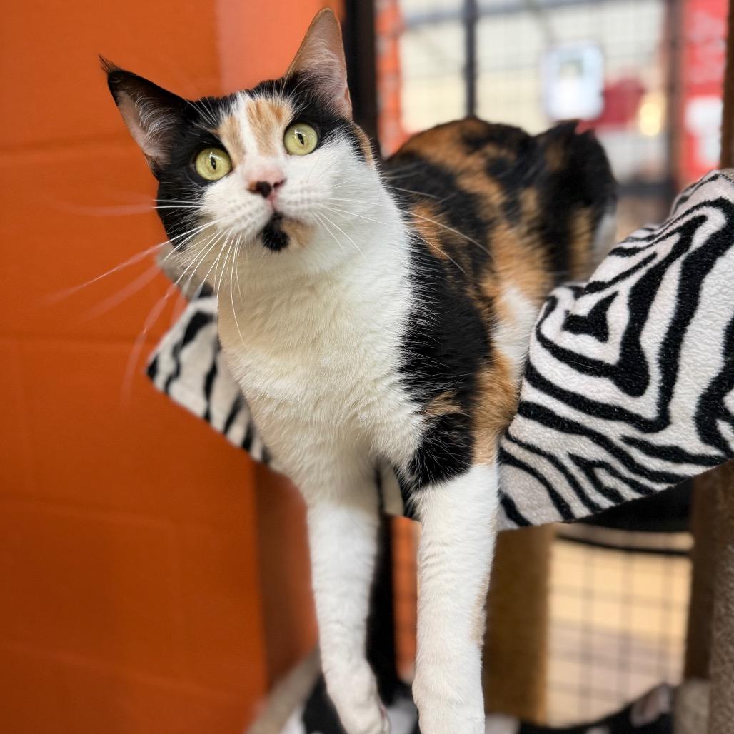 Enlarge Sophia, a Adoptable Domestic Short Hair in Sarasota, FL image 3/6