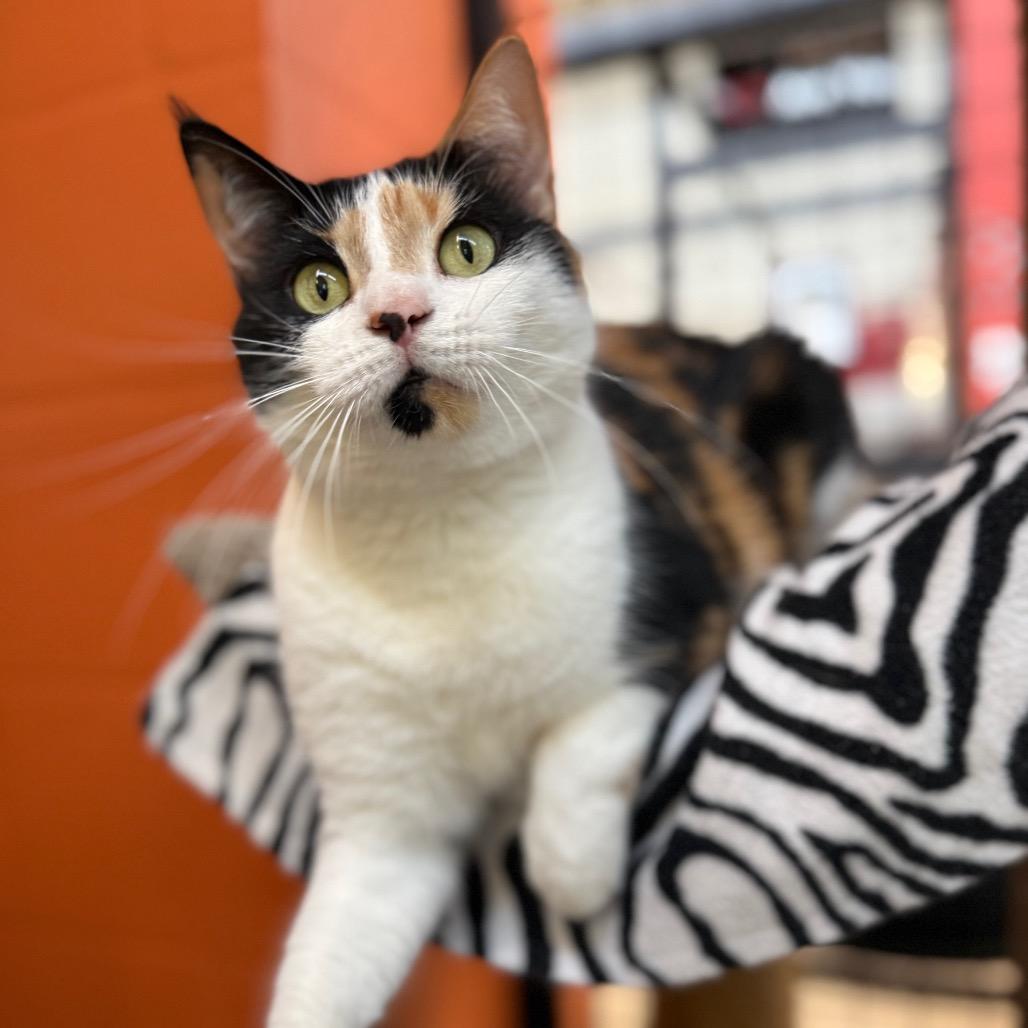 Enlarge Sophia, a Adoptable Domestic Short Hair in Sarasota, FL image 4/6