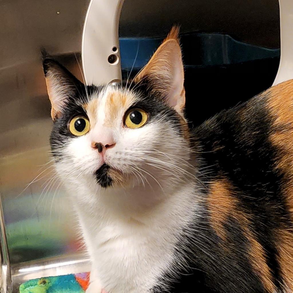 Enlarge Sophia, a Adoptable Domestic Short Hair in Sarasota, FL image 5/6