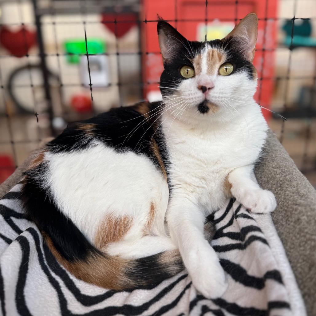 Enlarge Sophia, a Adoptable Domestic Short Hair in Sarasota, FL image 6/6