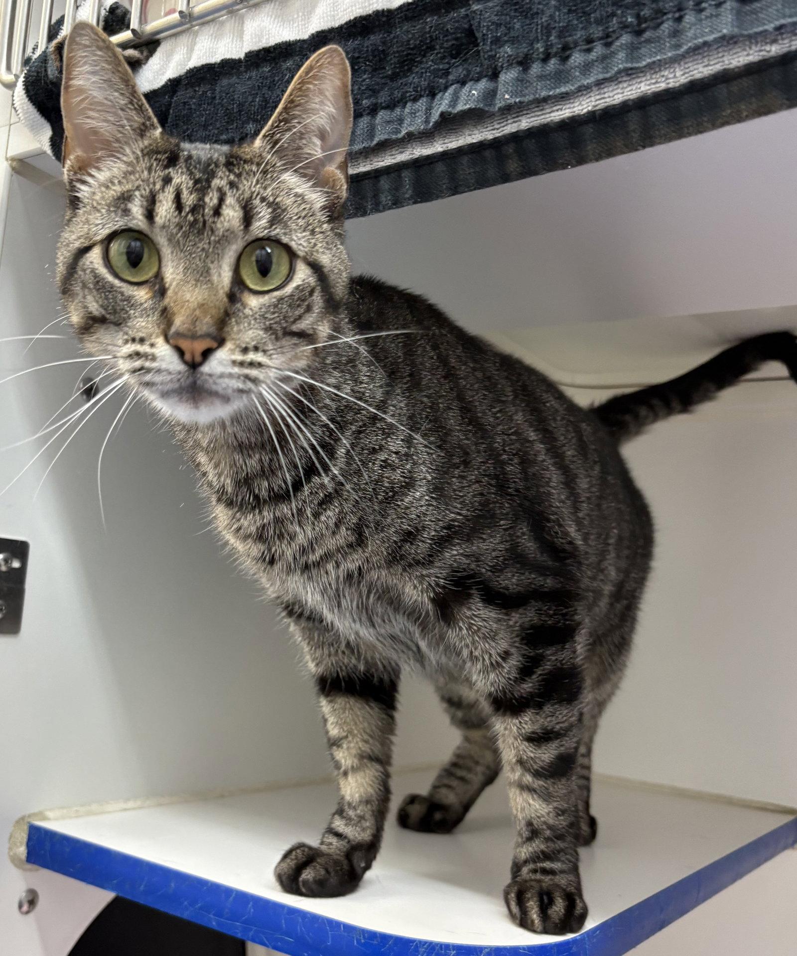 Enlarge Zeke 2 year male, a Adoptable Domestic Short Hair in Sterling, MA image 1/1