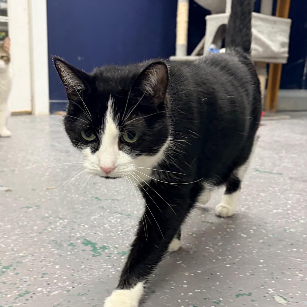 Enlarge Binx, a Adoptable Domestic Short Hair in Evansville, IN image 1/3