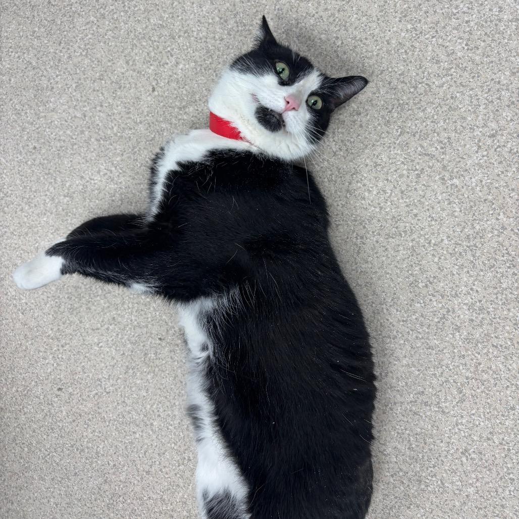 Enlarge Binx, a Adoptable Domestic Short Hair in Evansville, IN image 2/3