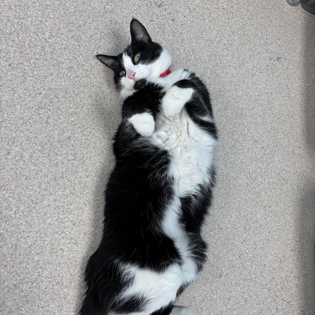 Enlarge Binx, a Adoptable Domestic Short Hair in Evansville, IN image 3/3