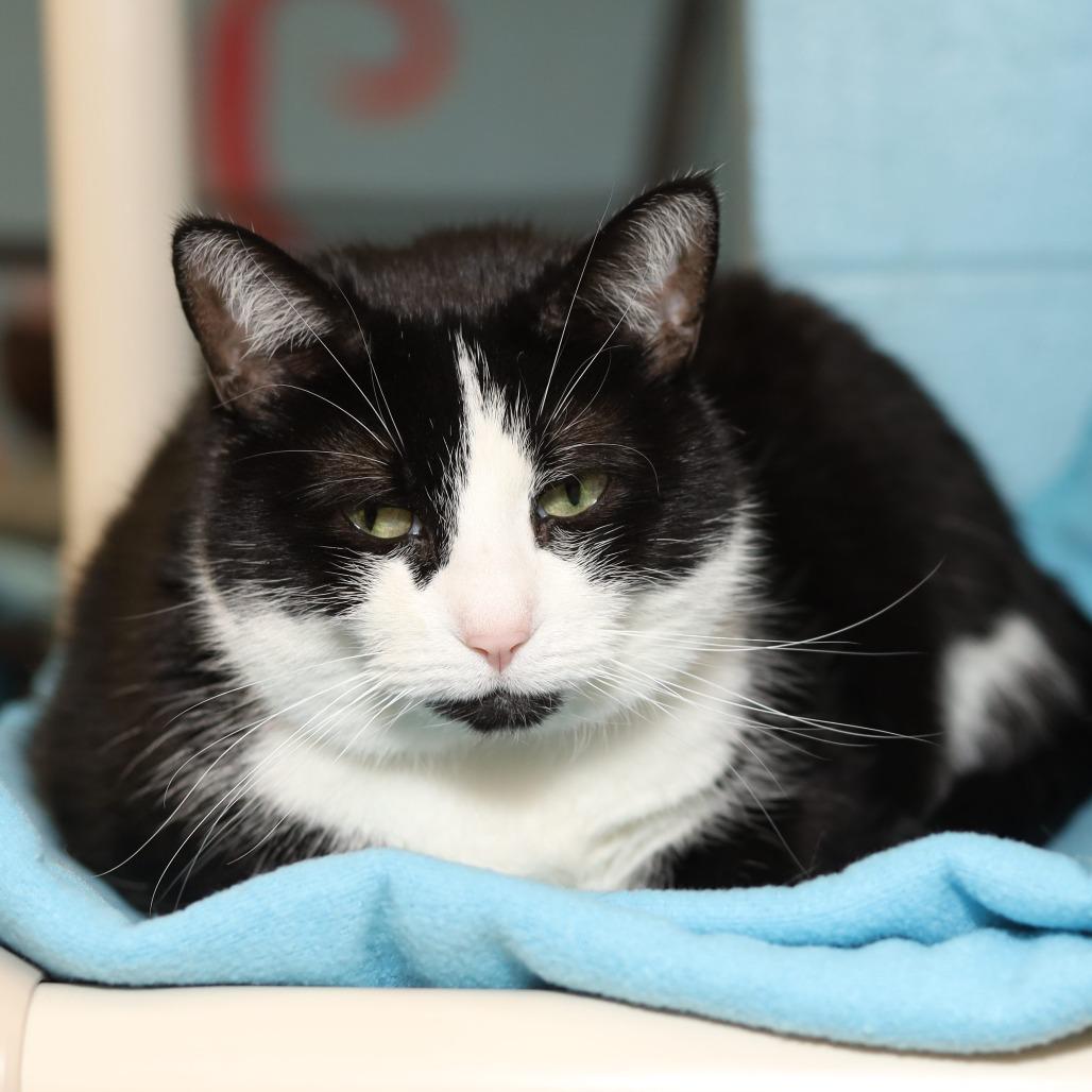 Binx — thumbnail 3