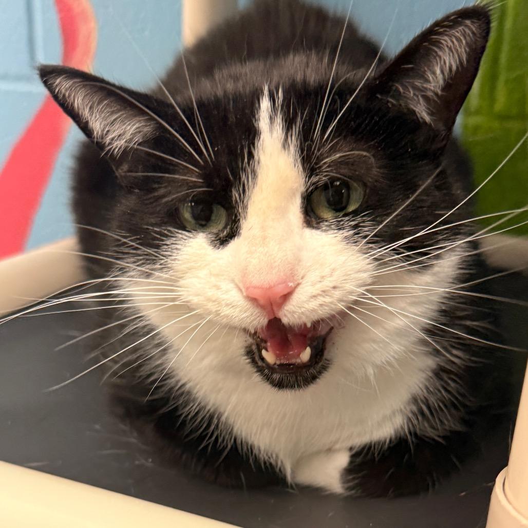 Binx — thumbnail 4