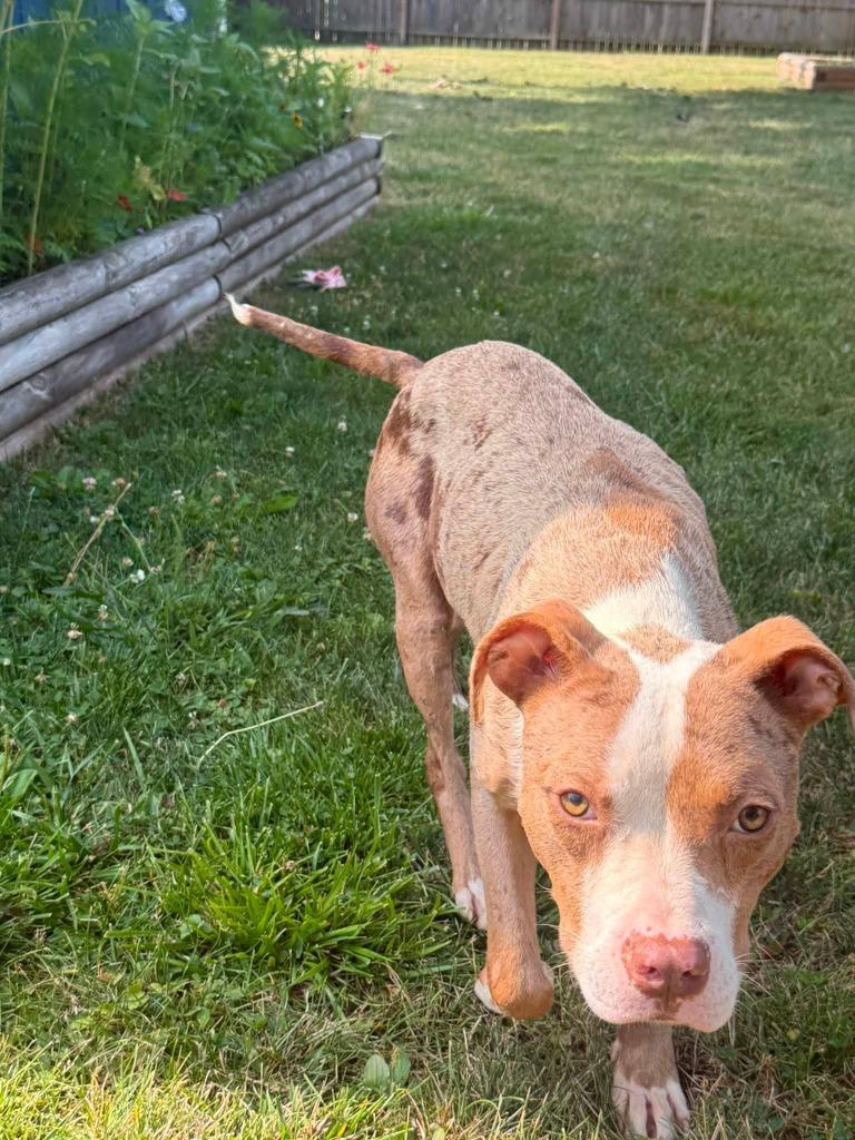 Enlarge Polka, a Adoptable mixed breed in Charlotte, MI image 1/5