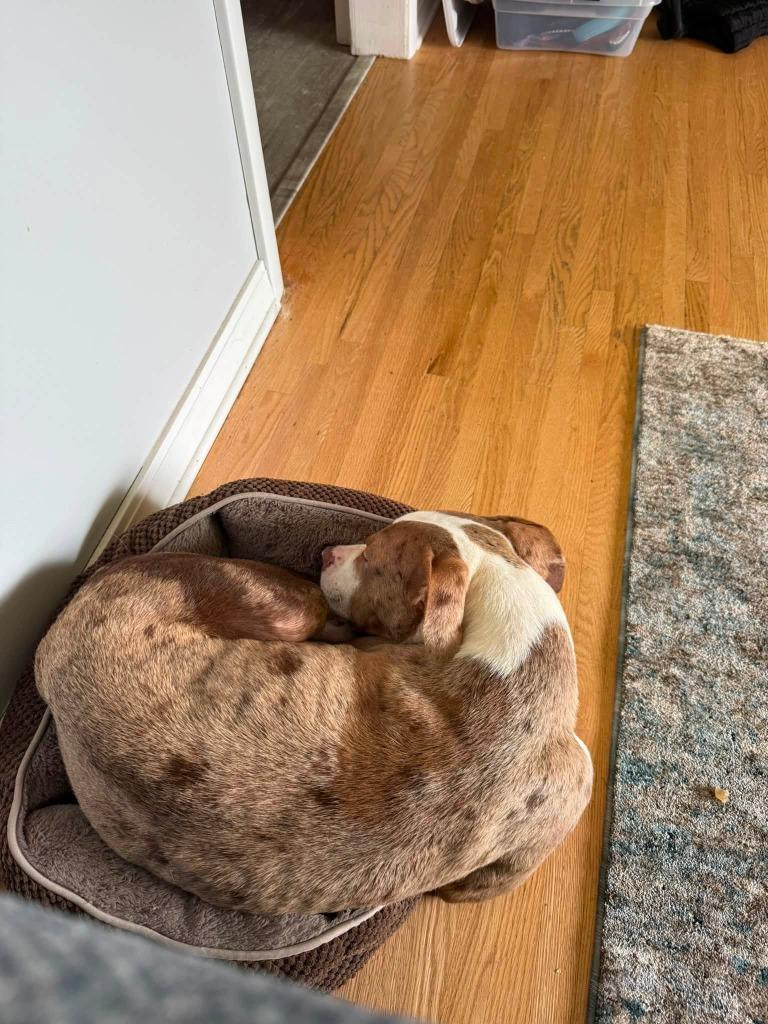 Enlarge Polka, a Adoptable mixed breed in Charlotte, MI image 2/5