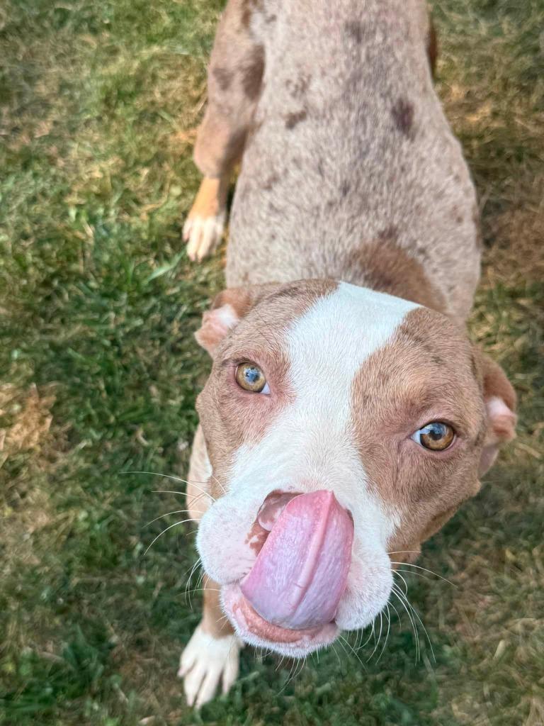 Enlarge Polka, a Adoptable mixed breed in Charlotte, MI image 3/5