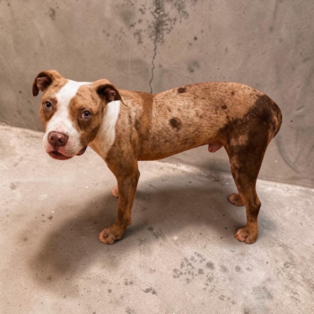 Enlarge Polka, a Adoptable mixed breed in Charlotte, MI image 4/5