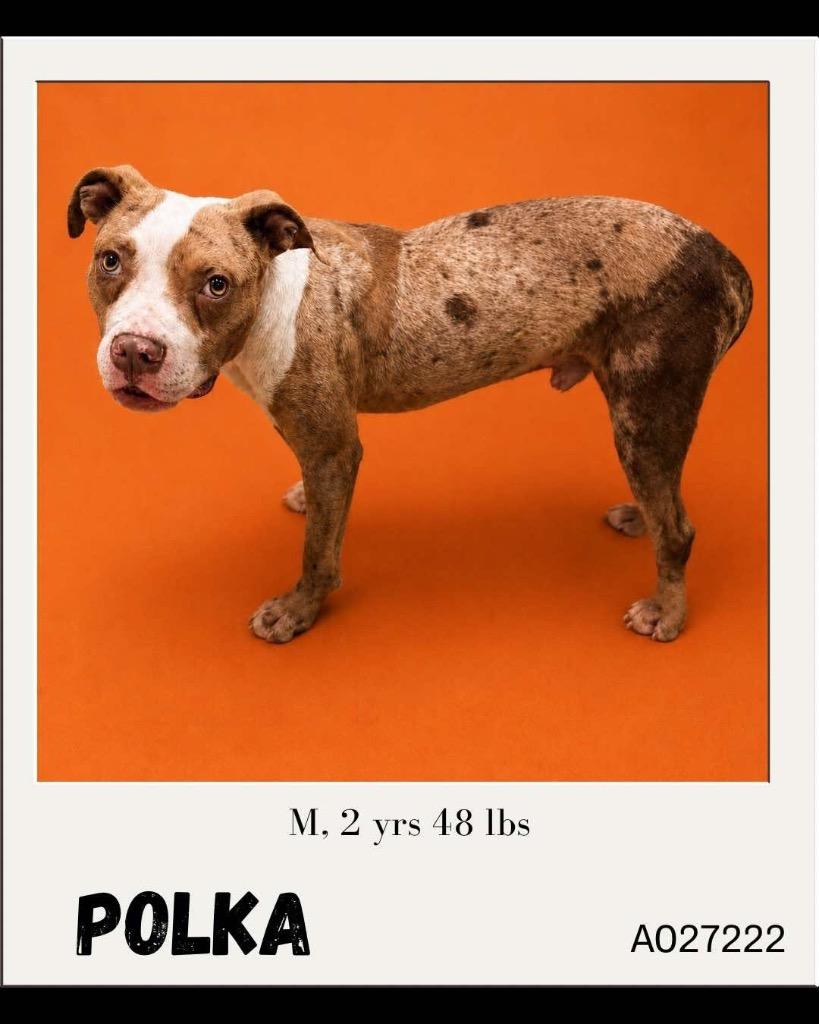 Enlarge Polka, a Adoptable mixed breed in Charlotte, MI image 5/5