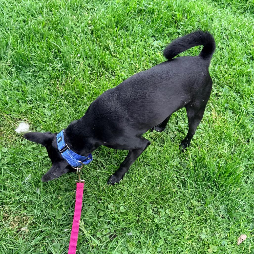 Milo, Adoptable, Adult Male Chihuahua.