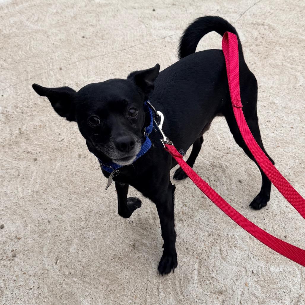Milo, a Adoptable Chihuahua in Saint John, IN image 2/6