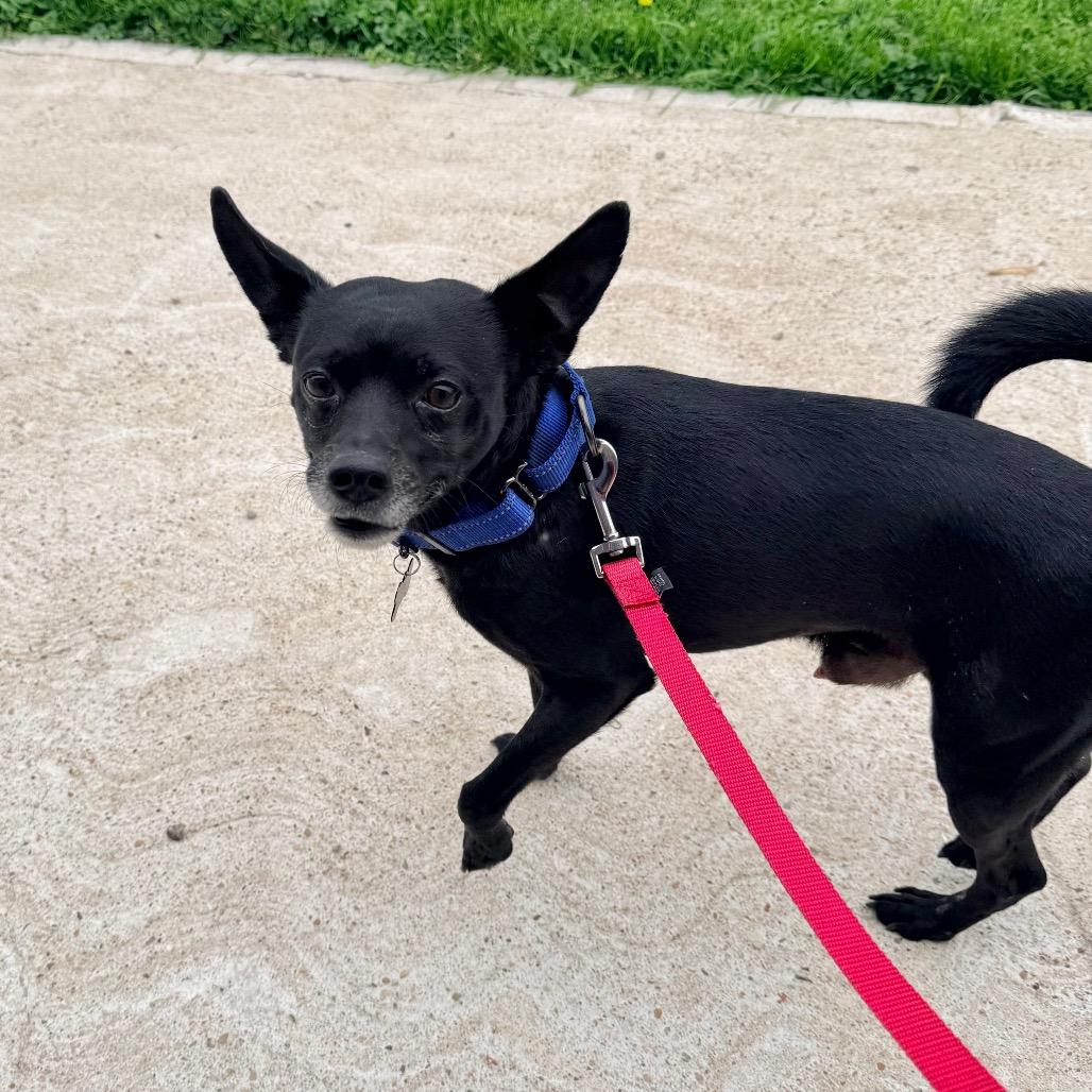 Milo, a Adoptable Chihuahua in Saint John, IN image 3/6