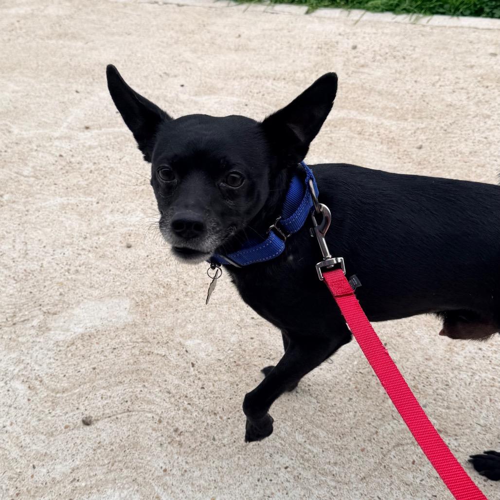 Milo, a Adoptable Chihuahua in Saint John, IN image 4/6