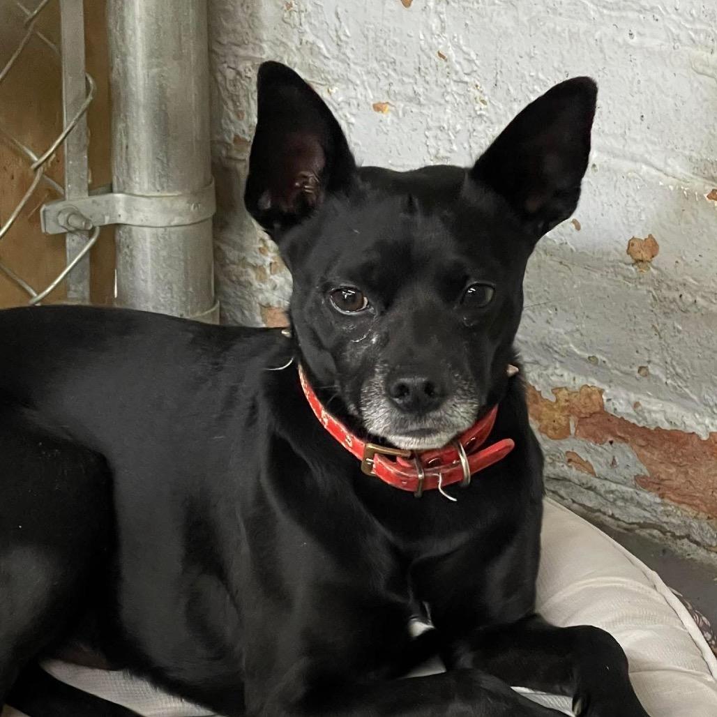 Milo, a Adoptable Chihuahua in Saint John, IN image 5/6