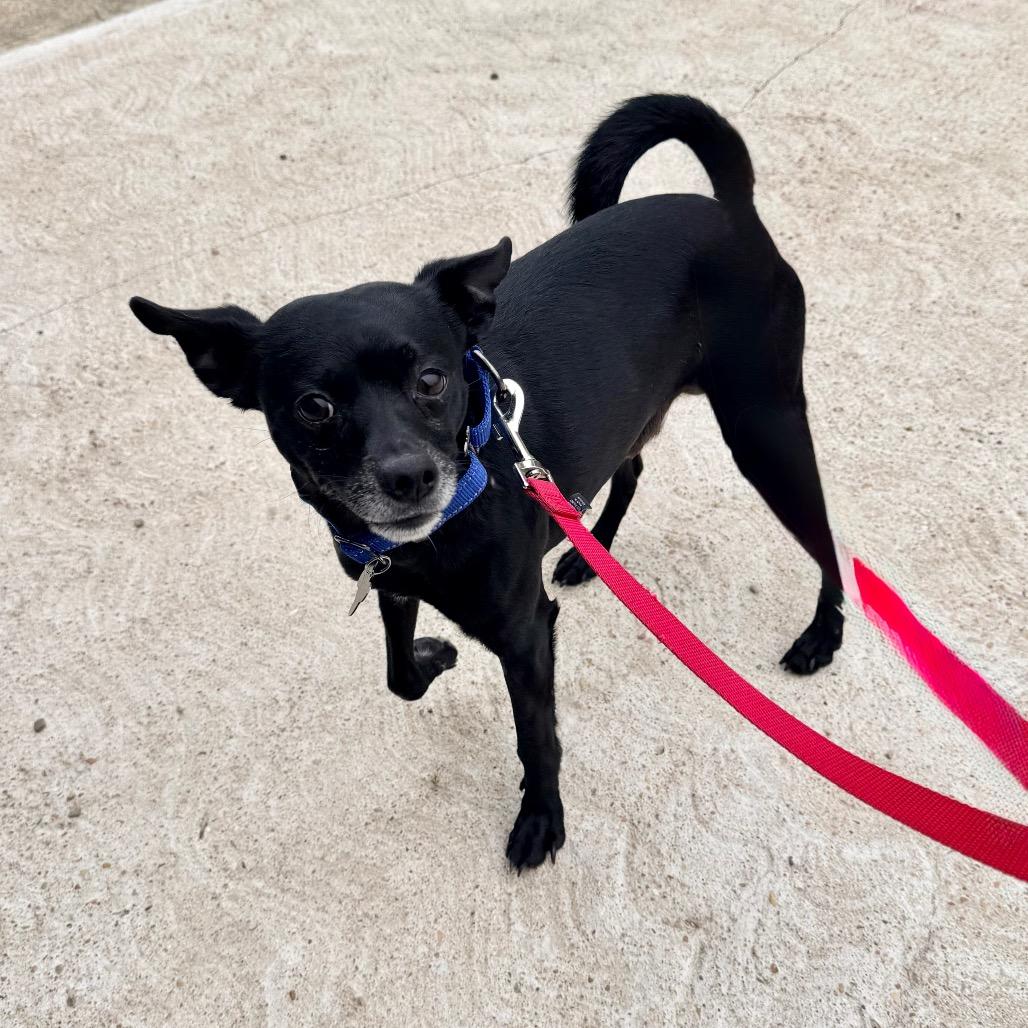 Milo, a Adoptable Chihuahua in Saint John, IN image 6/6