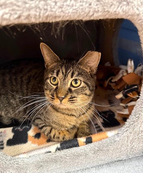 Corky, a Adoptable Domestic Short Hair in Medina, OH image 1/2