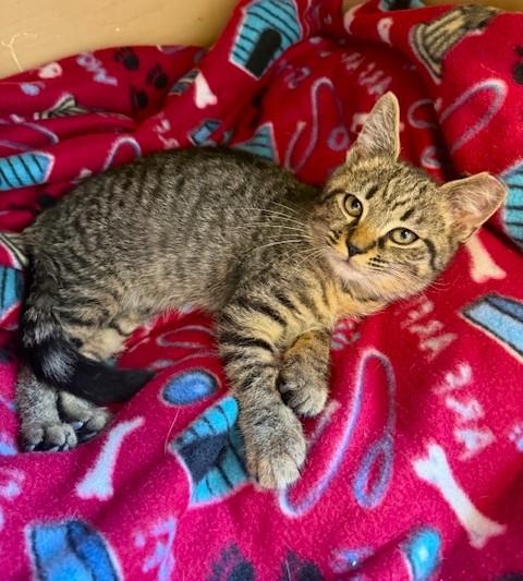 Corky, Adoptable, Kitten Male Domestic Short Hair.