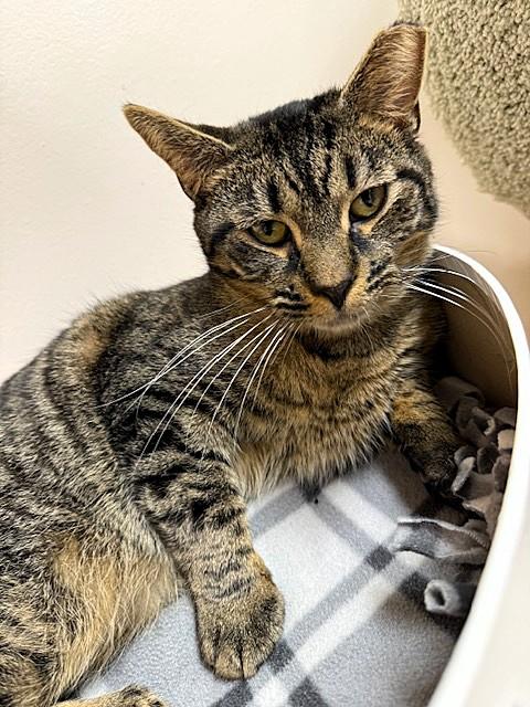 Enlarge Corky, a Adoptable Domestic Short Hair in Medina, OH image 1/3