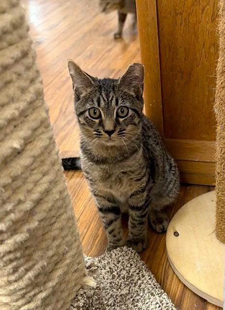 Corky, a Adoptable Domestic Short Hair in Medina, OH image 1/2