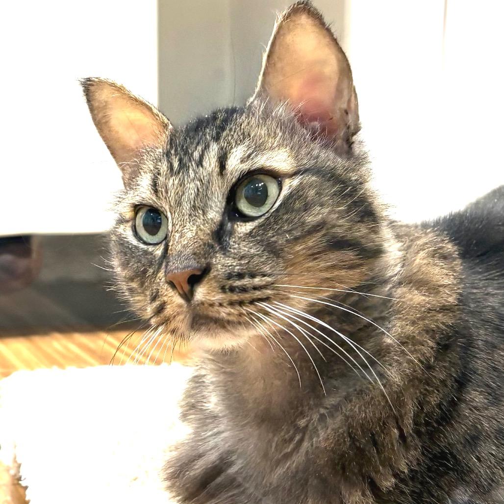 Oliver, Adoptable, Adult Male Domestic Medium Hair.