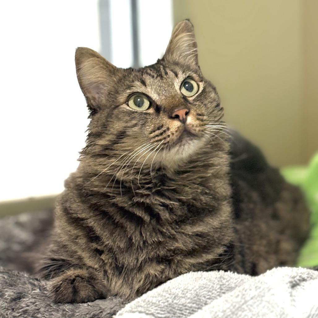 Oliver, Adoptable, Adult Male Domestic Medium Hair.