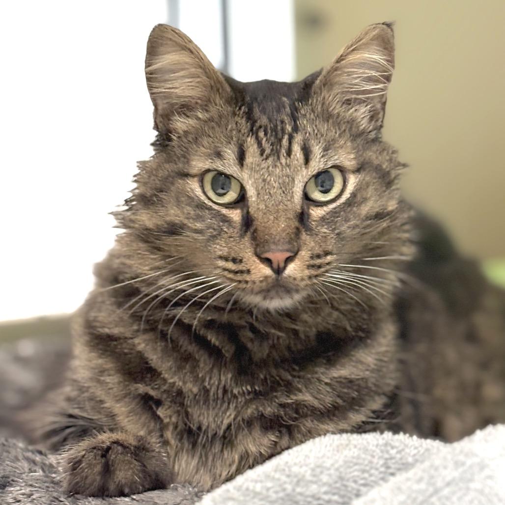 Enlarge Oliver, a Adoptable Domestic Medium Hair in Sarasota, FL image 2/3