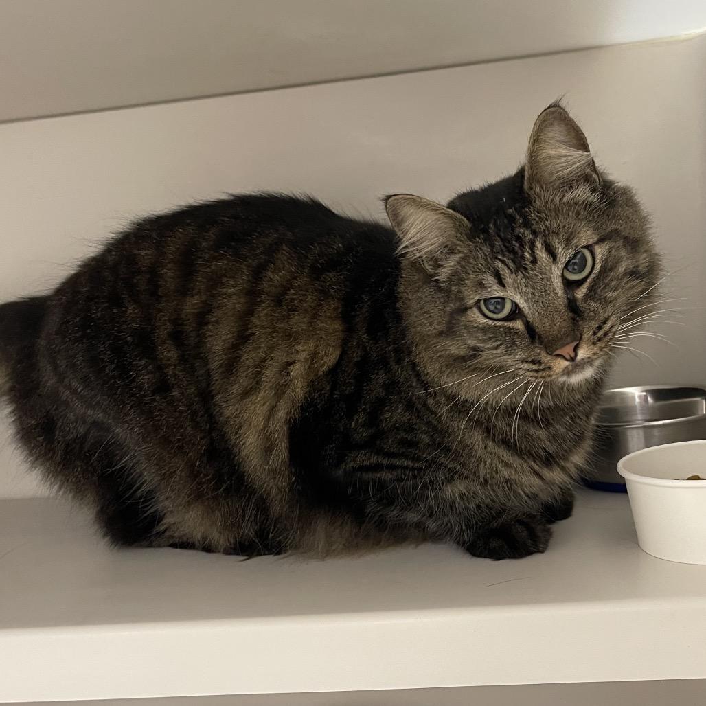 Enlarge Oliver, a Adoptable Domestic Medium Hair in Sarasota, FL image 3/3