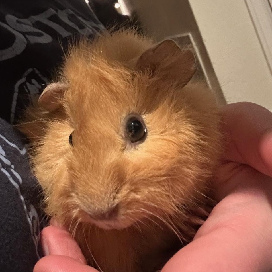 Enlarge Apricot and Marmalade, a ADOPTABLE mixed breed in Wellington, CO image 2/3