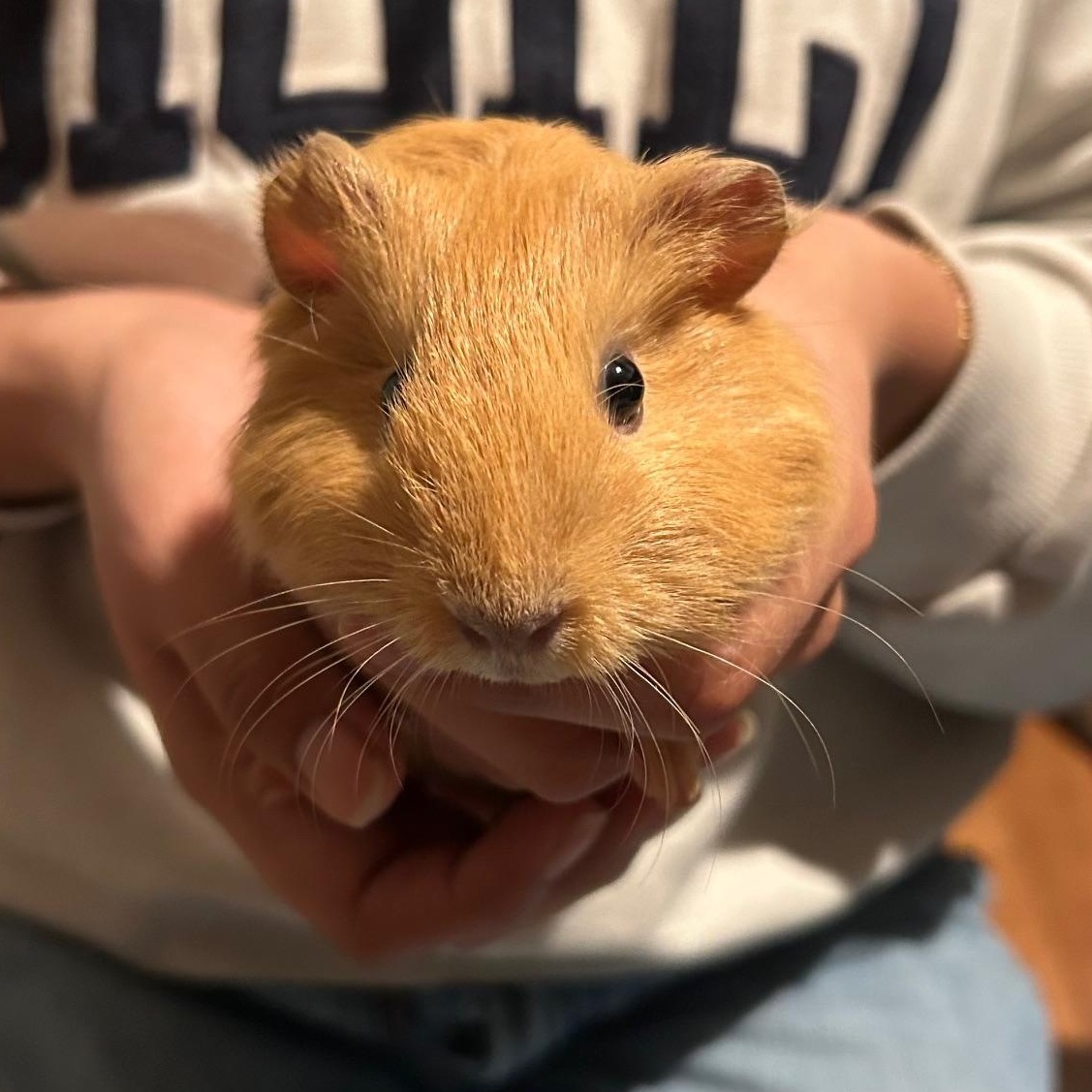 Enlarge Apricot and Marmalade, a ADOPTABLE mixed breed in Wellington, CO image 1/3