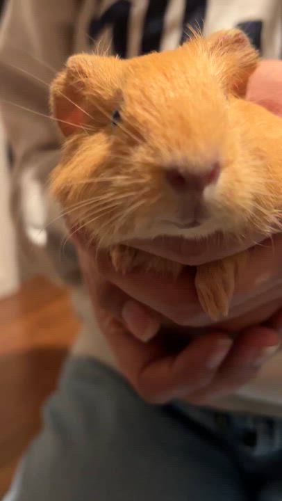 Enlarge Apricot and Marmalade, a ADOPTABLE mixed breed in Wellington, CO video 3/3