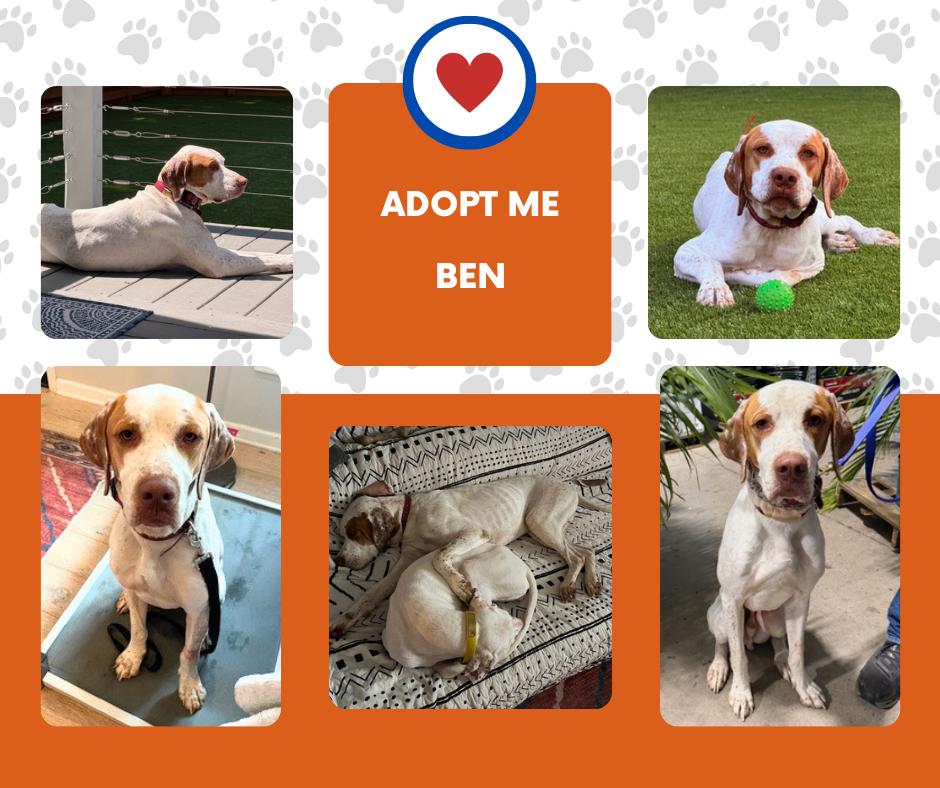 Ben (KY), ADOPTABLE, Adult Male English Pointer.