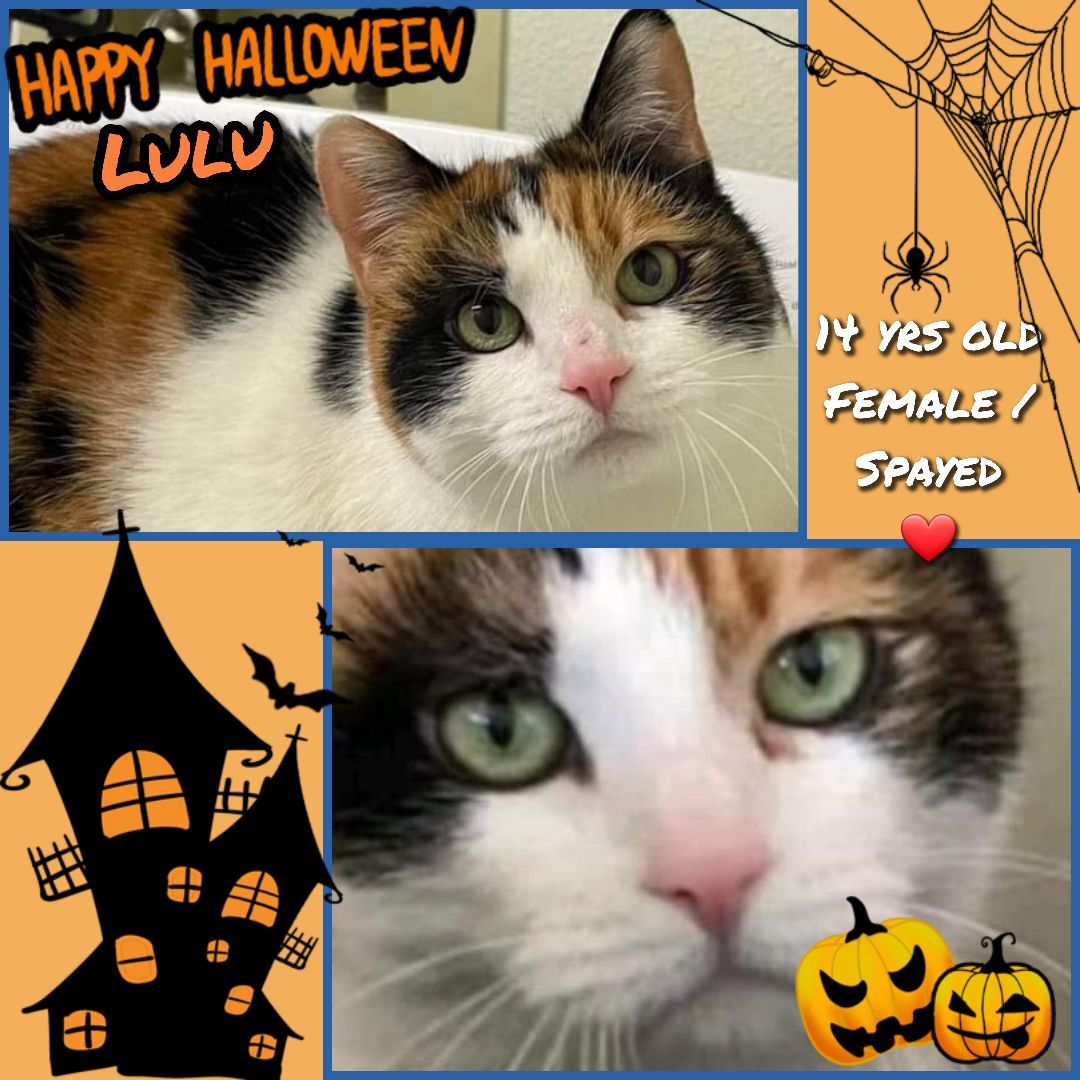 Enlarge Lulu, a Adopted Domestic Short Hair in Joshua Tree , CA image 1/1