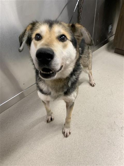 MOKEY, Adoptable, Adult Male Husky & German Shepherd Dog.