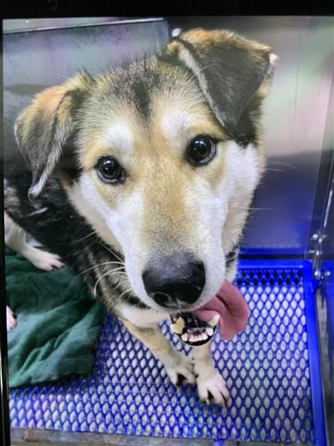 MOKEY, Adoptable, Adult Male Husky & German Shepherd Dog.