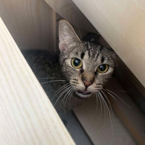 Bandit, Adoptable, Adult Female Domestic Short Hair.