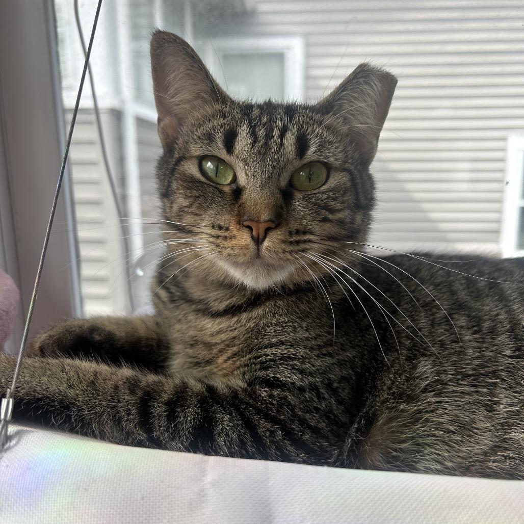 Bandit, a Adoptable Domestic Short Hair in Rocky Mount, VA image 2/2