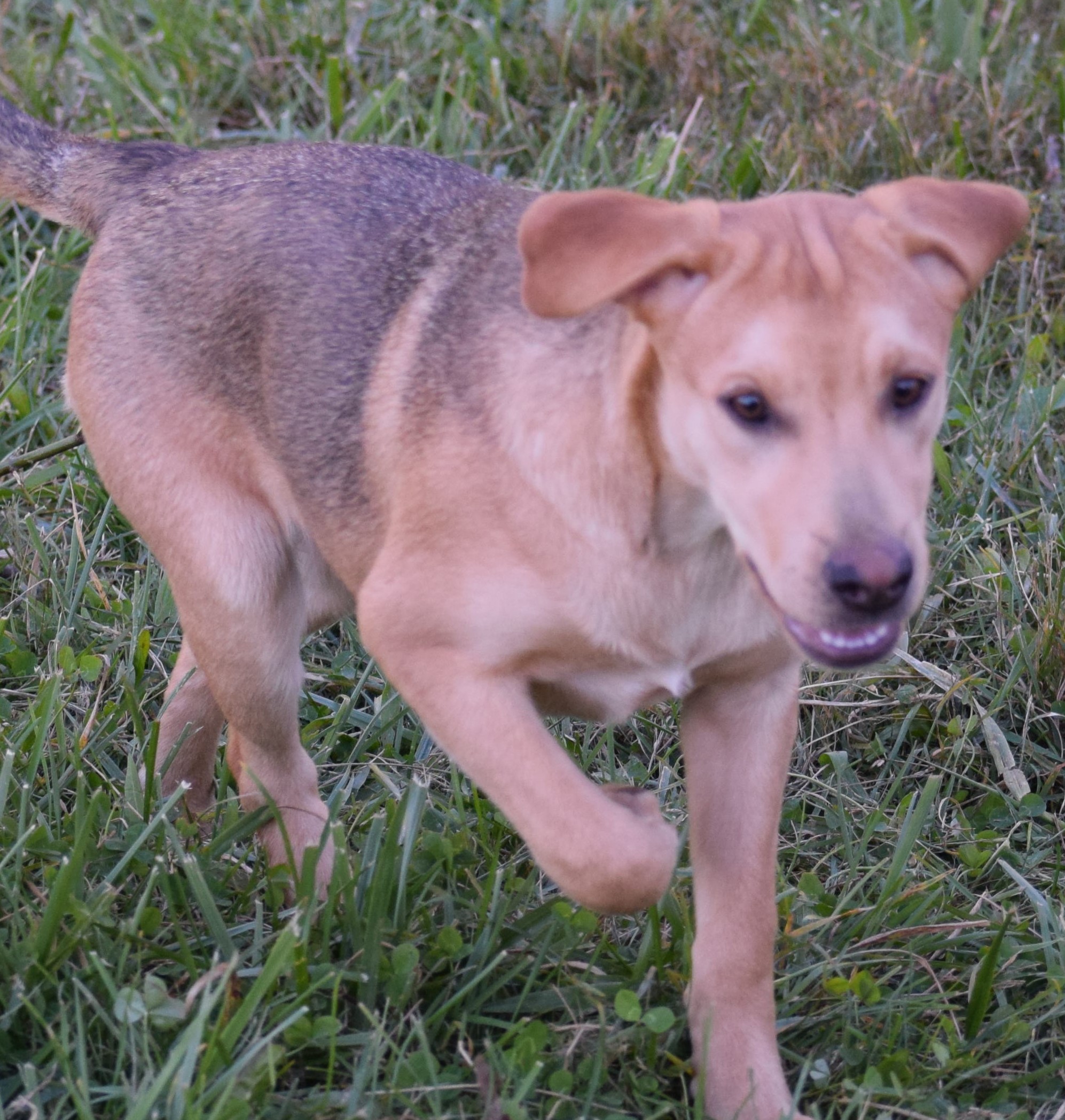 Dog for adoption SunnyAvailable 10/27Petsmart! www.lhar.dog to