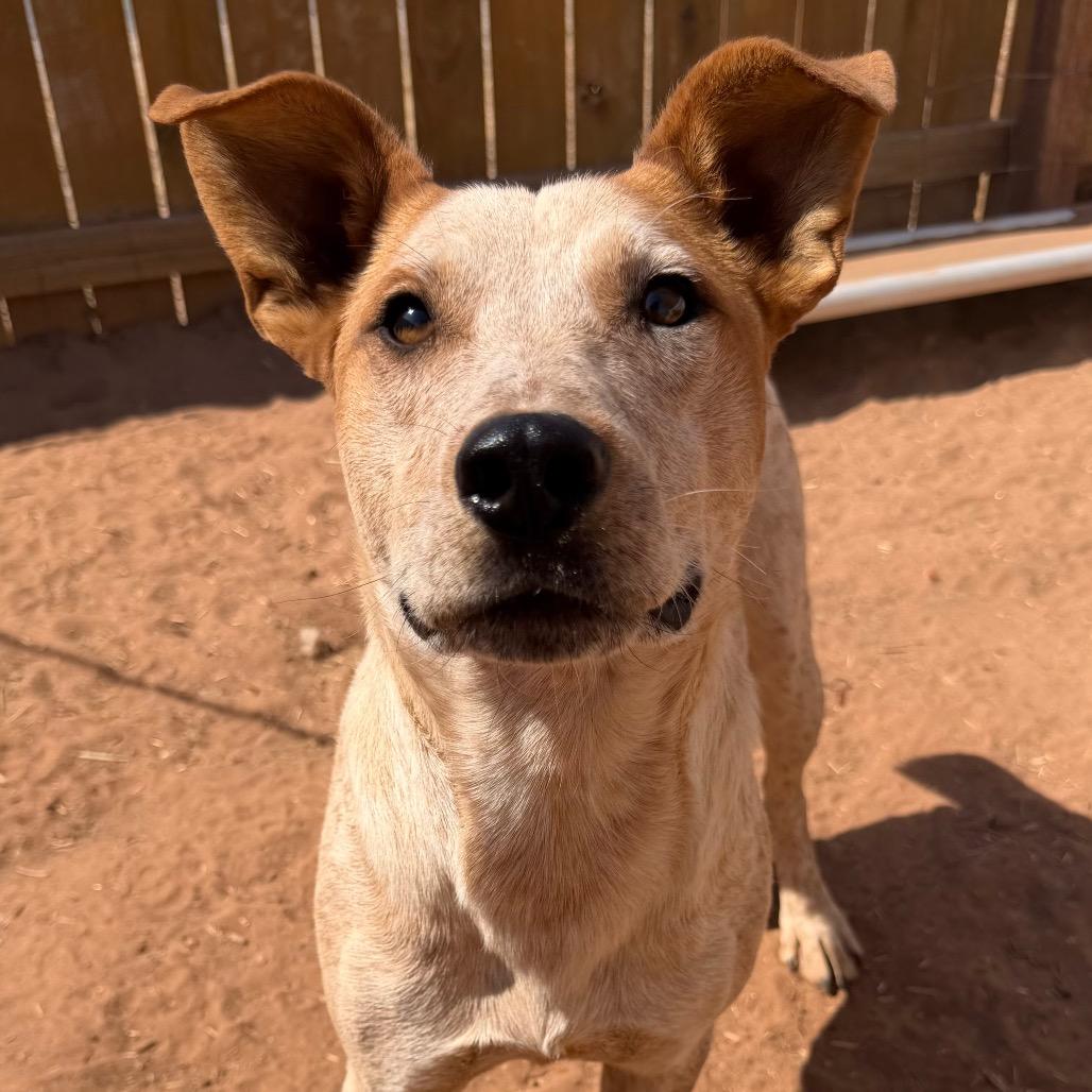 Enlarge Jake Jake, a Adoptable Mixed Breed in Moab, UT image 1/6