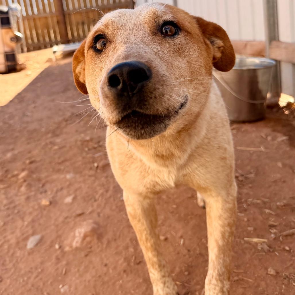 Jake Jake, Adoptable, Adult Male Mixed Breed.
