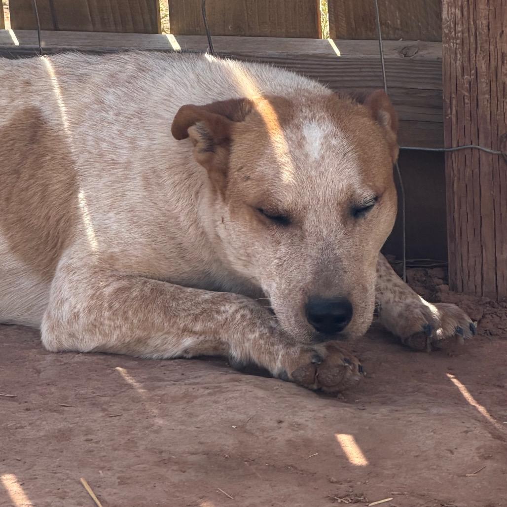 Jake Jake, a Adoptable Mixed Breed in Moab, UT image 2/4