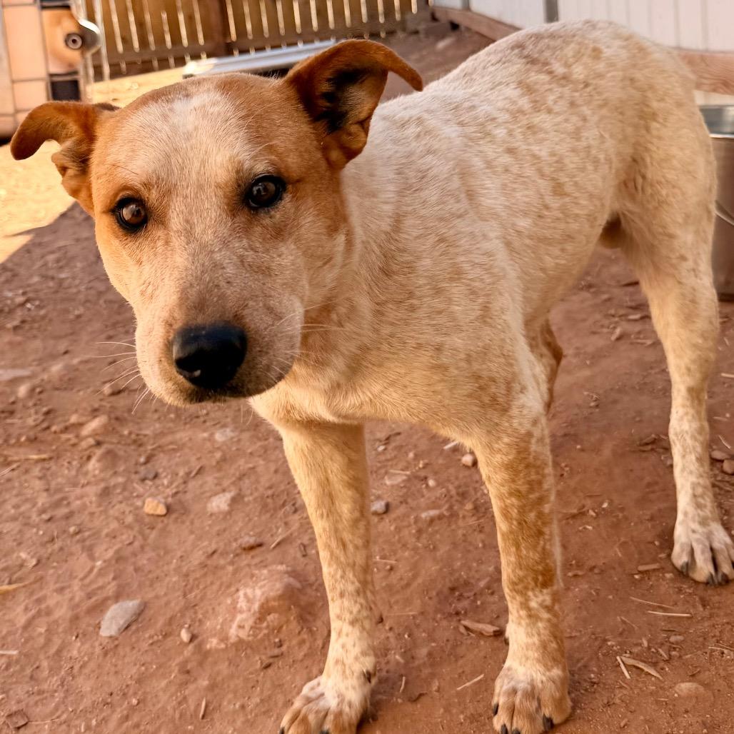 Jake Jake, a Adoptable Mixed Breed in Moab, UT image 3/4
