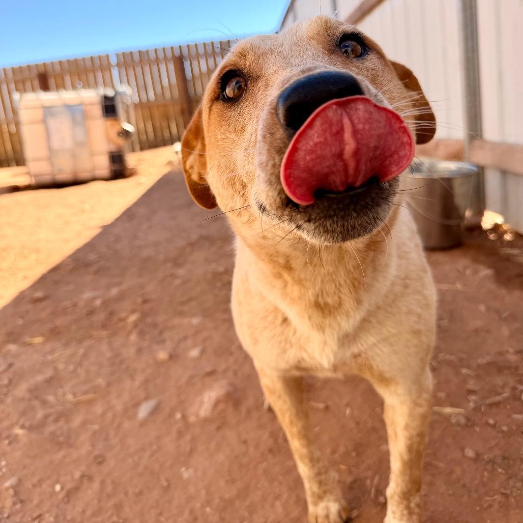 Jake Jake, a Adoptable Mixed Breed in Moab, UT image 4/4