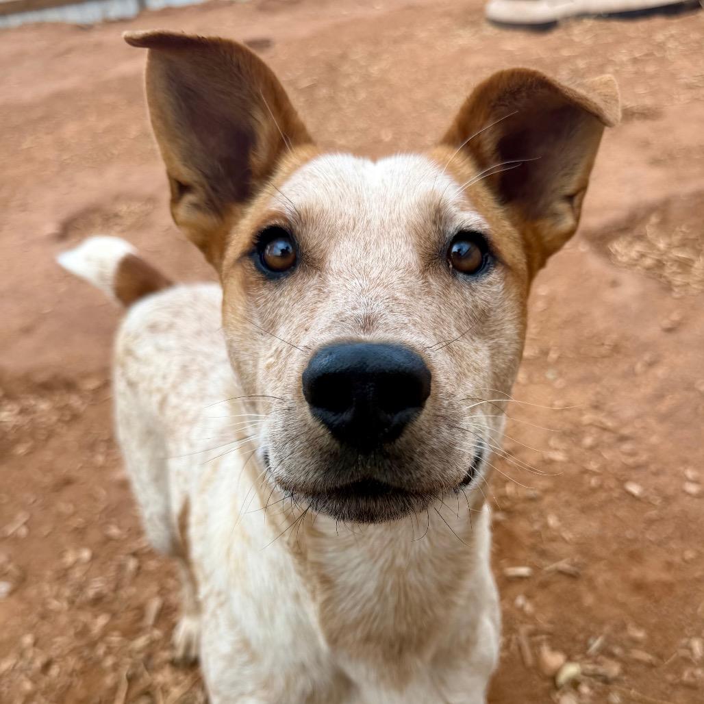 Enlarge Jake Jake, a Adoptable Mixed Breed in Moab, UT image 6/6