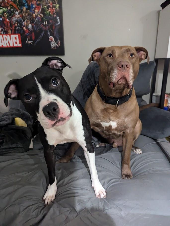 Enlarge Lucy, a Adoptable mixed breed in INDIANAPOLIS, IN image 6/6