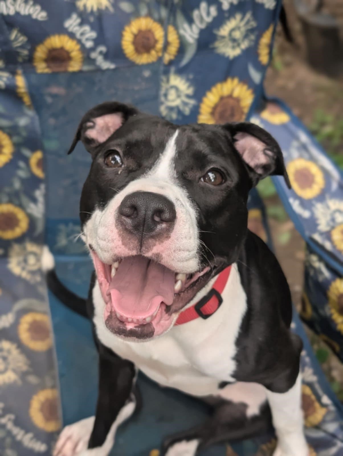 Lucy, Adoptable, Young Female Pit Bull Terrier & Boston Terrier.