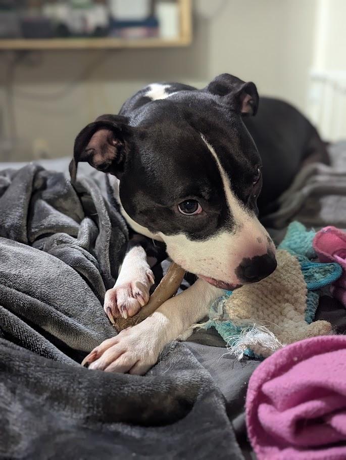 Enlarge Lucy, a Adoptable mixed breed in INDIANAPOLIS, IN image 5/6