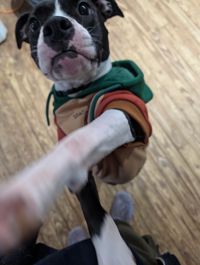 Enlarge Lucy, a Adoptable mixed breed in INDIANAPOLIS, IN image 3/6